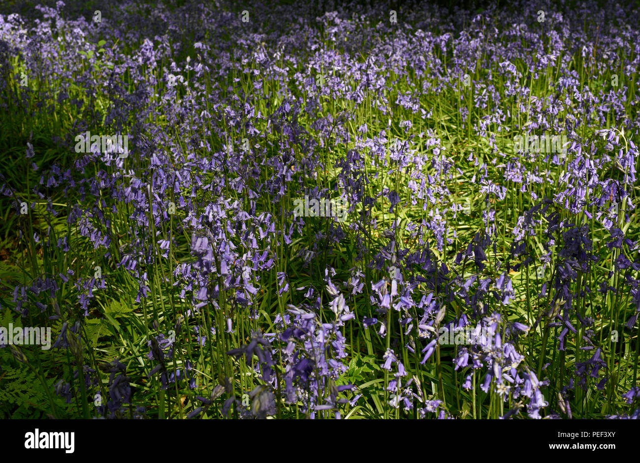 Bluebells in Micheldever Holz in Hampshire, England Stockfoto