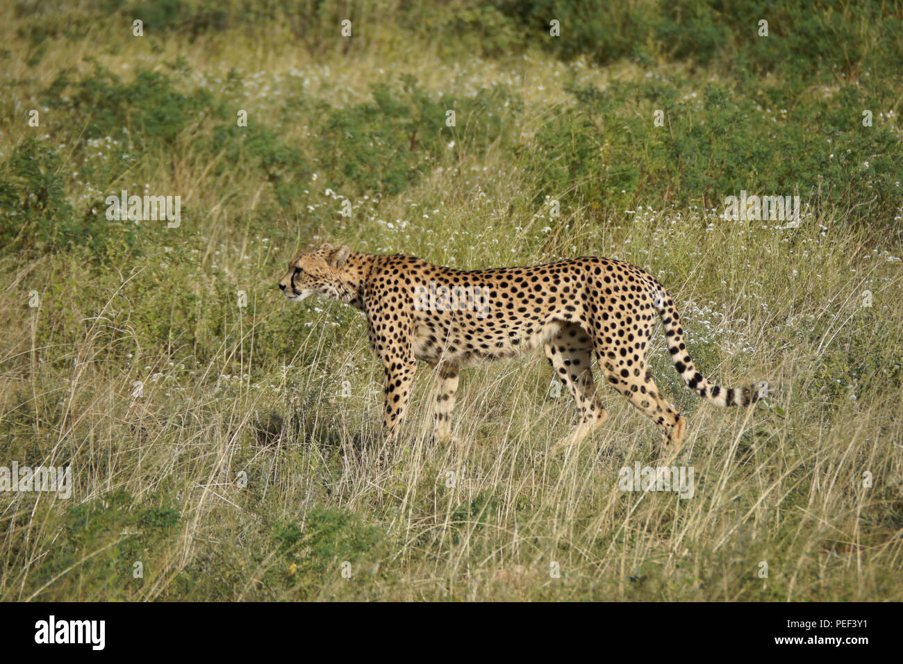 Gepardin zu Fuß durch langes Gras, Samburu Game Reserve, Kenia Stockfoto