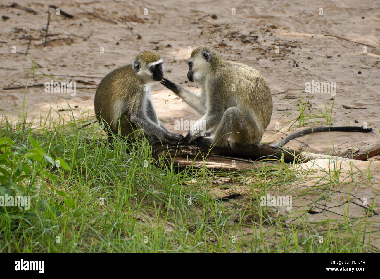Schwarz-grüne Meerkatzen grooming, Samburu Game Reserve, Kenia Stockfoto