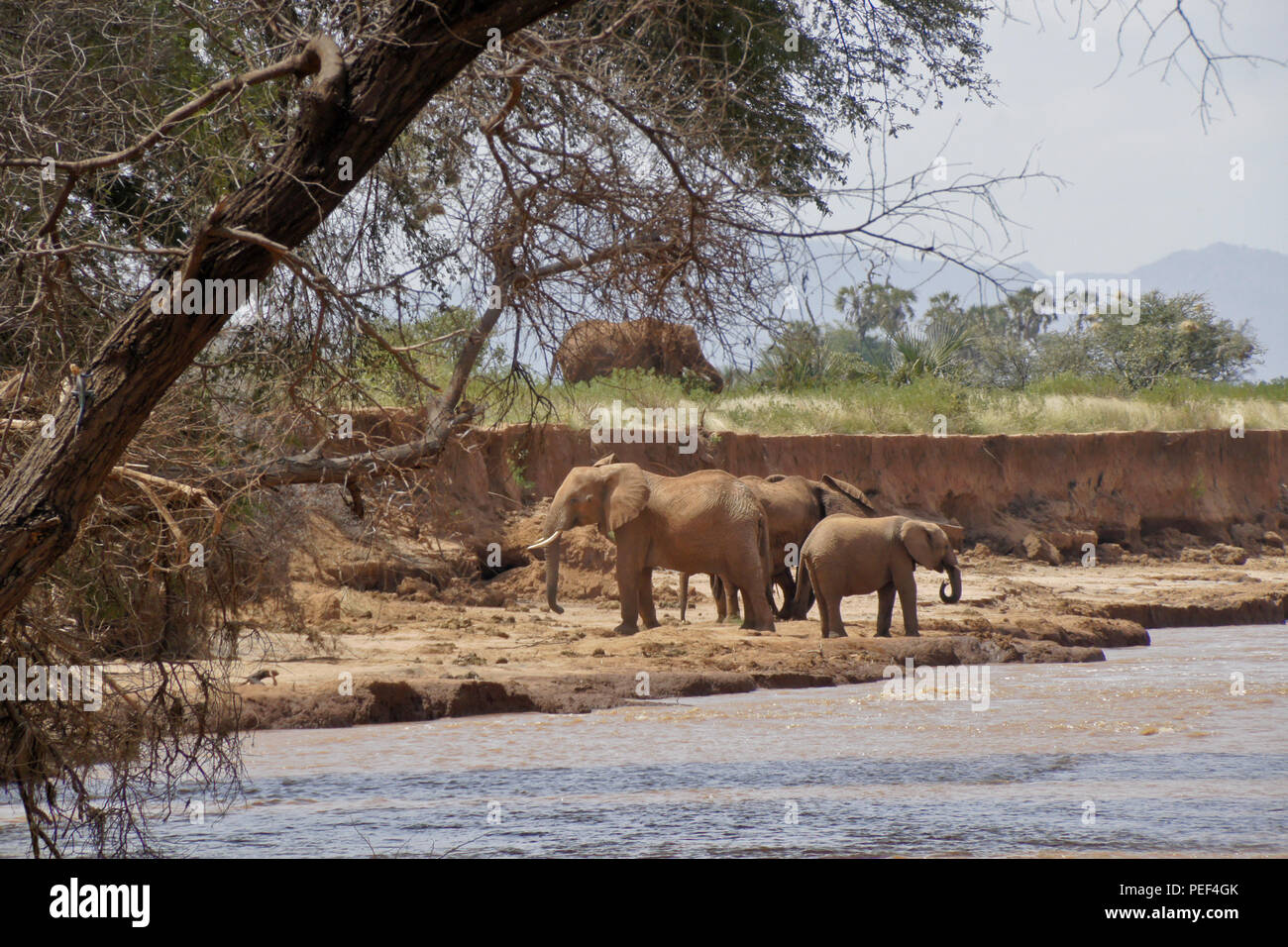 Elefanten trinken am Ewaso Nyiro River (uaso), Samburu Game Reserve, Kenia Stockfoto
