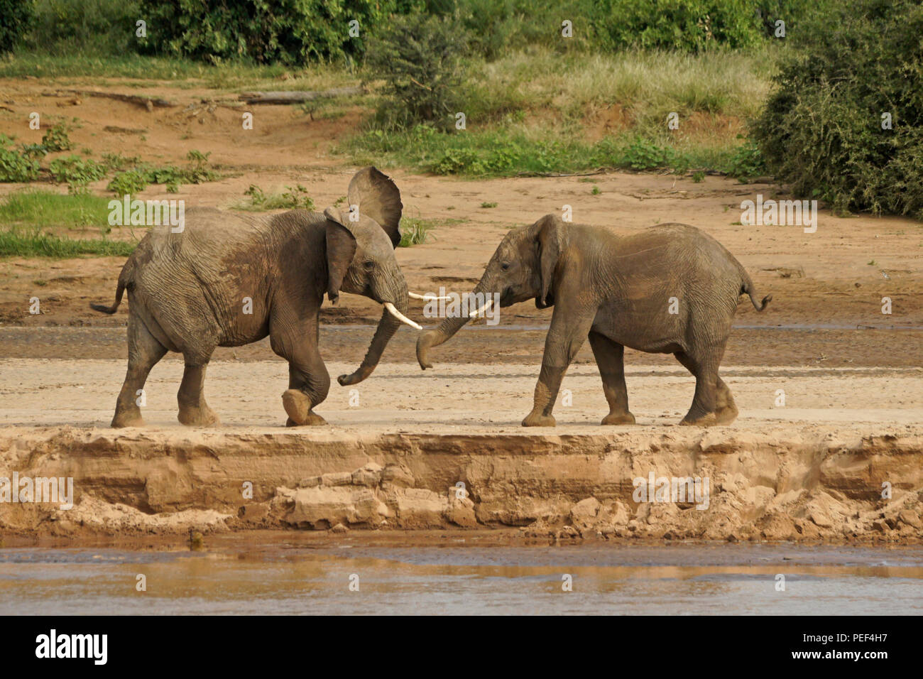 Junge männliche Elefanten spielen - kämpfen am Ufer des Ewaso Nyiro Flusses (uaso), Samburu Game Reserve, Kenia Stockfoto