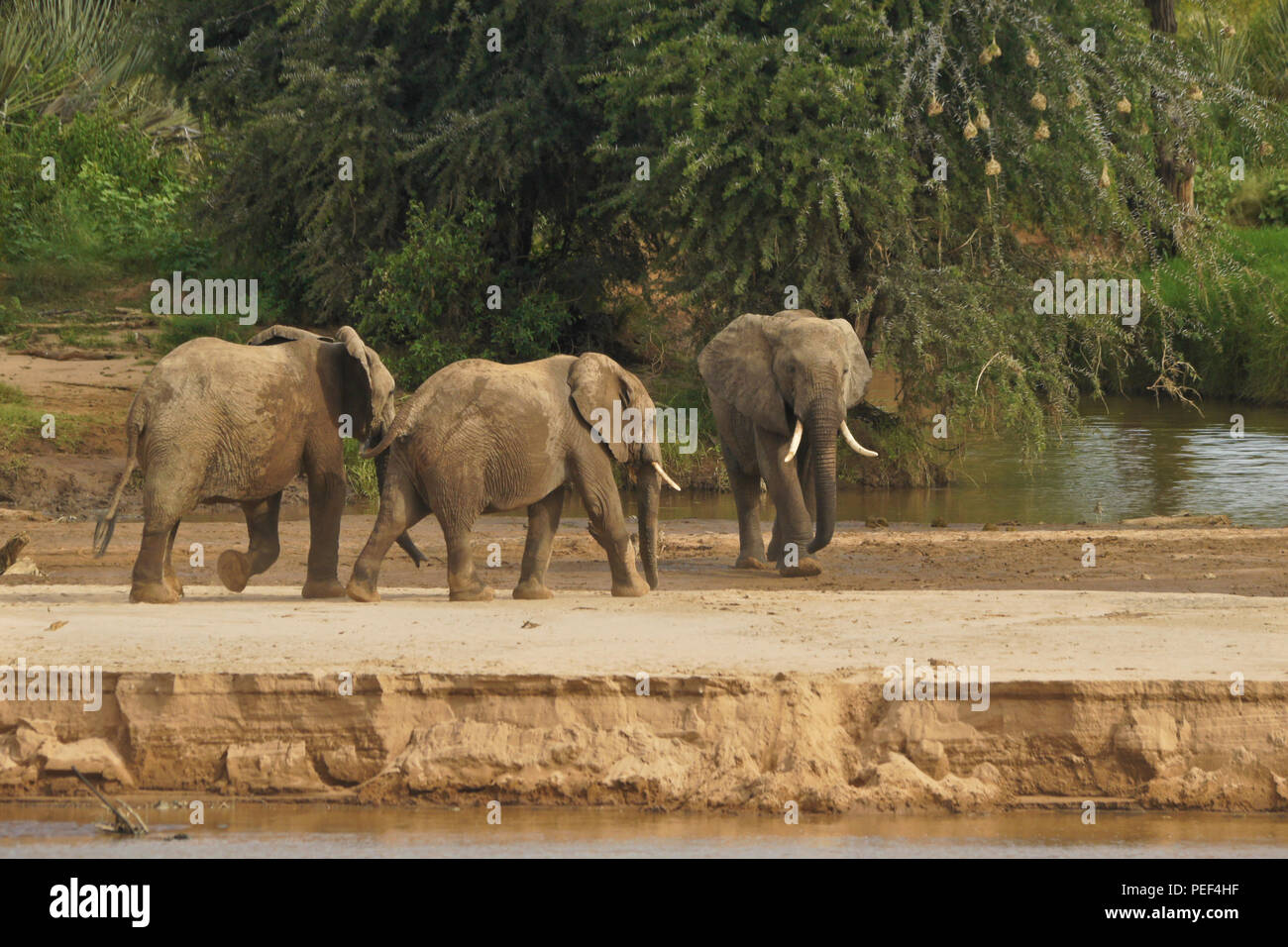 Elefanten an der Nahtstelle von Isiolo und Ewaso (Uaso Nyiro Flüsse), Samburu Game Reserve, Kenia Stockfoto