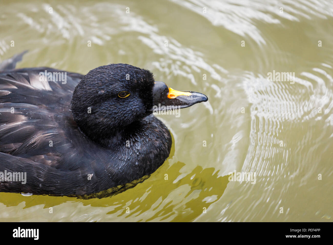 Leiter des Schwarzen Meeres Ente, Eurasischen gemeinsame scoter (Melanitta nigra nigra) mit gelber Markierung auf Bill, in Arundel Wildfowl & Wetlands Trust, West Sussex Stockfoto