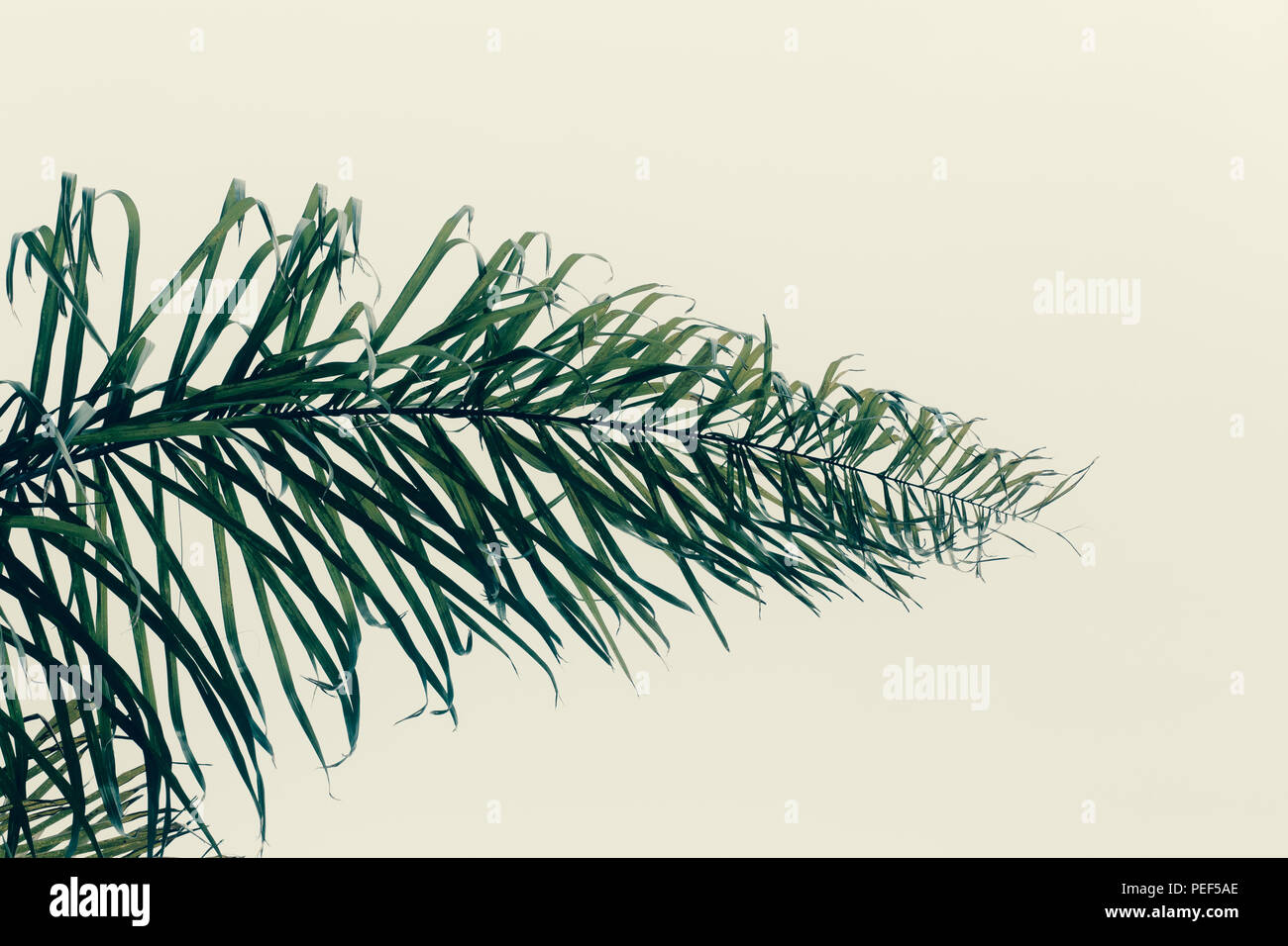 Schließen Sie herauf Bild von Palm Tree Leaf Pattern mit Aus weißem Hintergrund Stockfoto