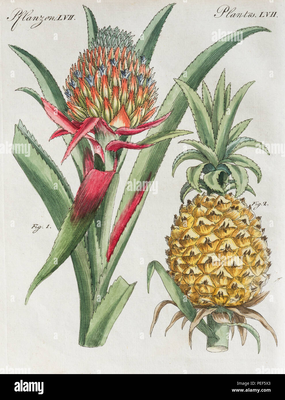 Ananas (Ananas comosus), handcolorierte Kupferstich von Friedrich Justin Bertuch Bilderbuch für Kinder, 1798 Stockfoto