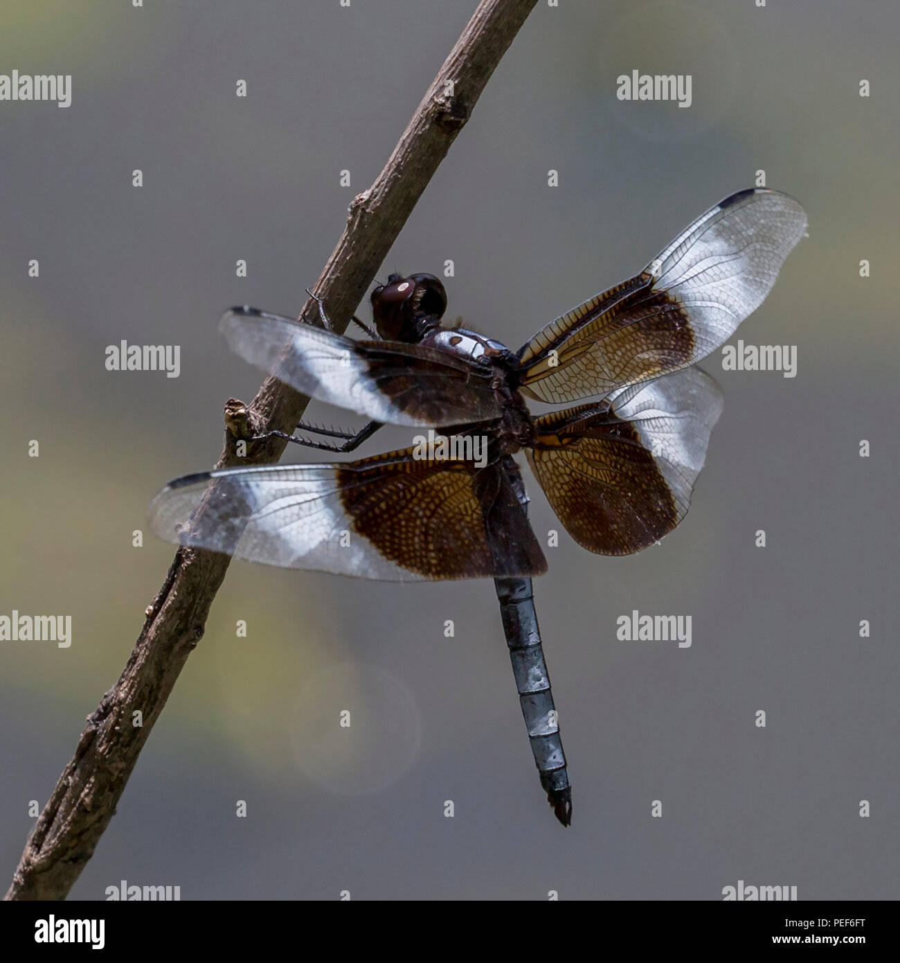 Männliche Witwe Skimmer auf Stick in der Nähe von Teich Stockfoto