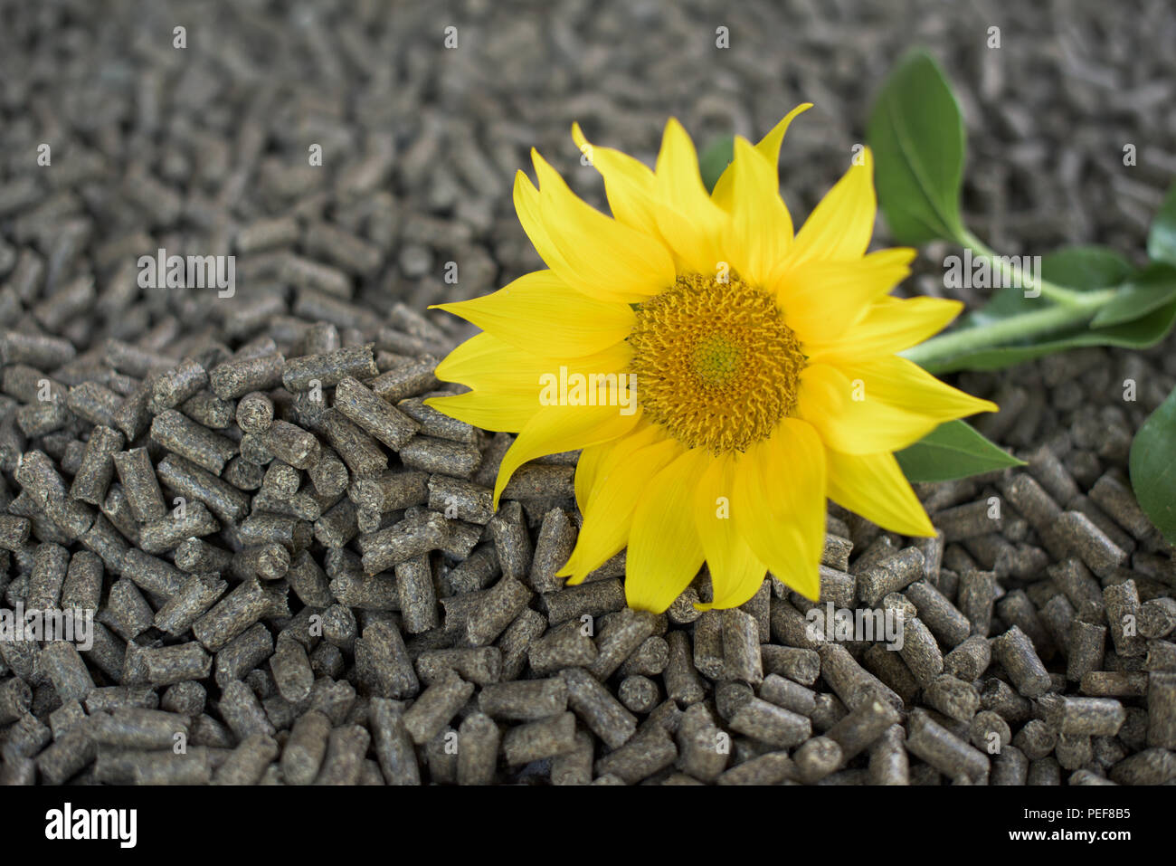 Pellets aus Sonnenblume - Erneuerbare Energien Stockfoto