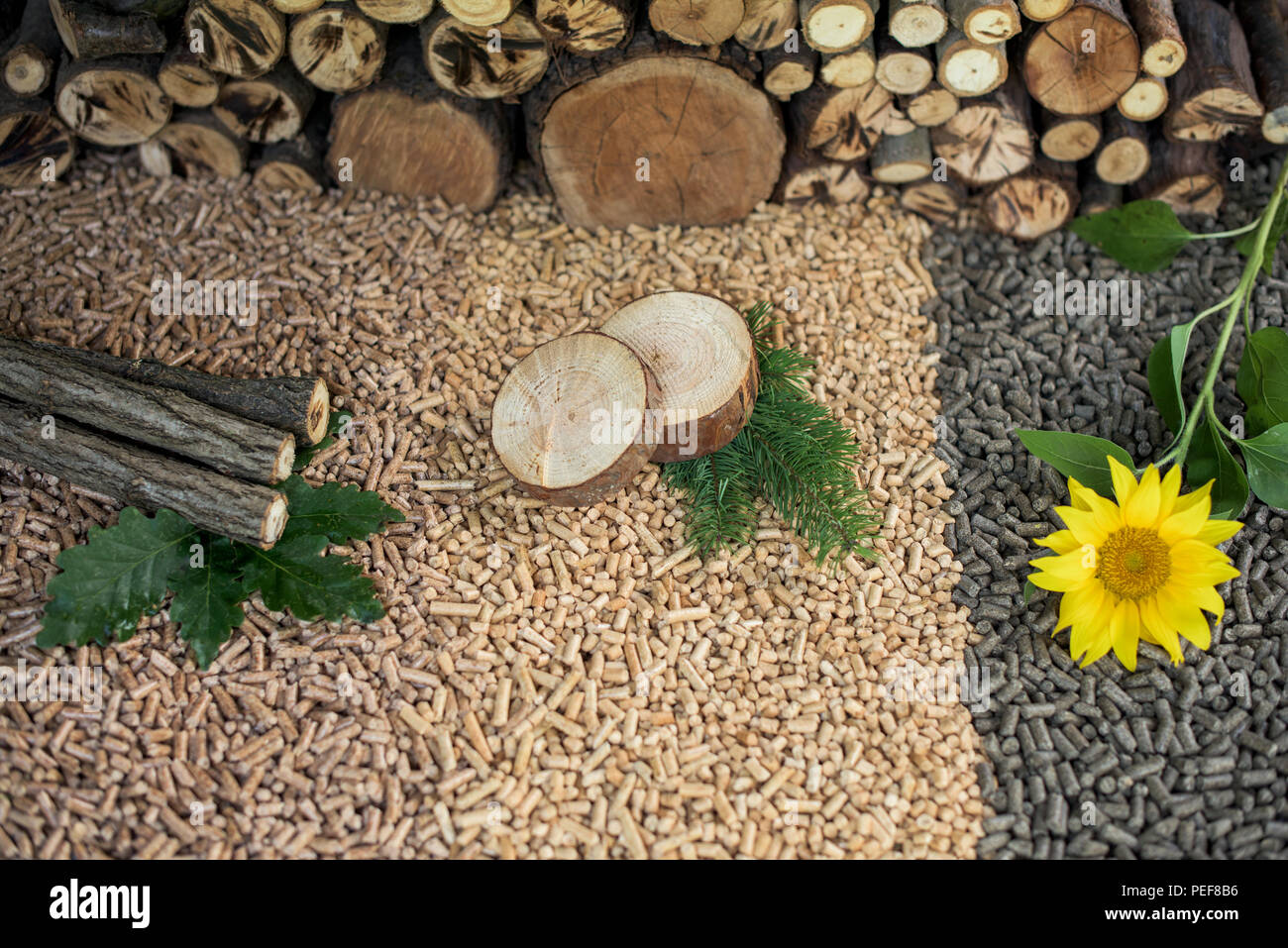 Erneuerbare Energie - Pellets aus verschiedenen reneable Materialien - Eiche, Kiefer, Sonnenblumen Stockfoto