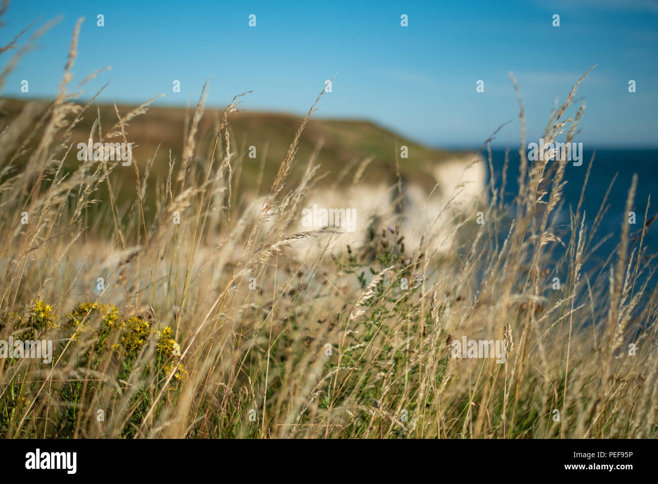 Es gibt so viele fantastische Aussicht auf den großen Yorkshire Küste. Dies ist Flamborough, der Heimat der fantastischen Klippen, Leuchtturm und fantastische Tierwelt Stockfoto