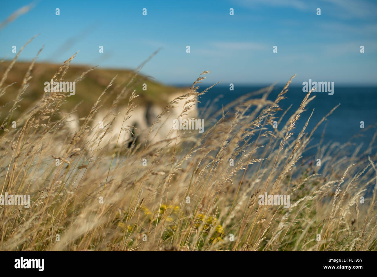 Es gibt so viele fantastische Aussicht auf den großen Yorkshire Küste. Dies ist Flamborough, der Heimat der fantastischen Klippen, Leuchtturm und fantastische Tierwelt Stockfoto