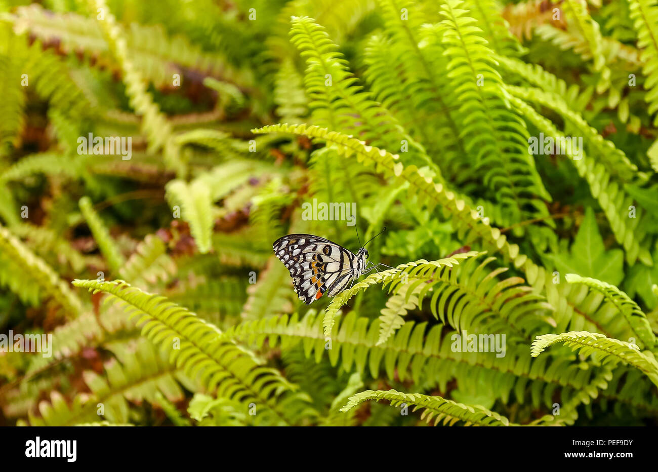 Papilio demoleus ist eine häufige und weit verbreitete Schwalbenschwanz Schmetterling. Der Schmetterling ist auch als Kalk, Schmetterling, Schmetterling, Lemon Lime swallowtai bekannt Stockfoto