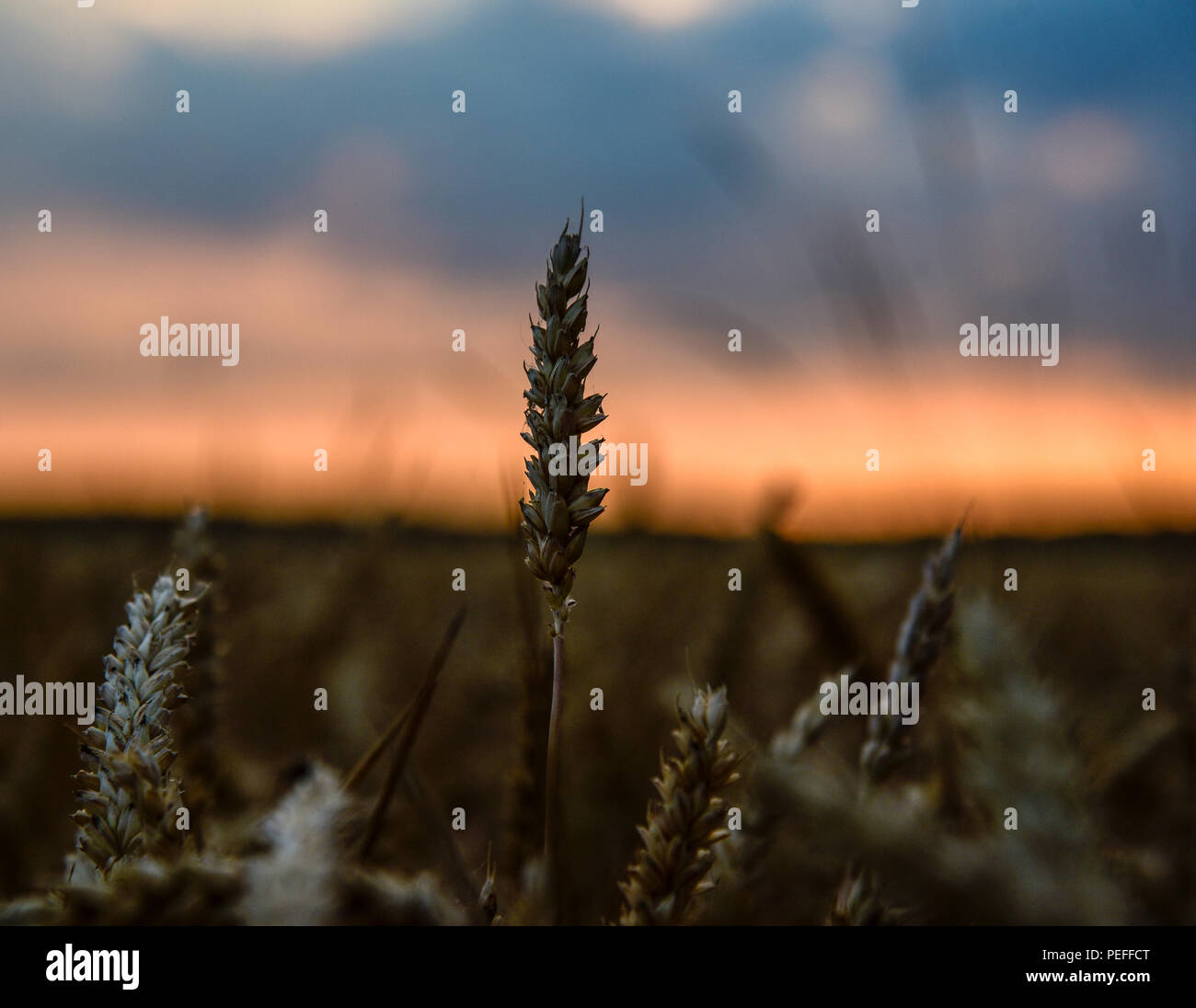 Eine einzige Ohr von Weizen gegen den Sonnenuntergang im Hintergrund Silhouette Stockfoto