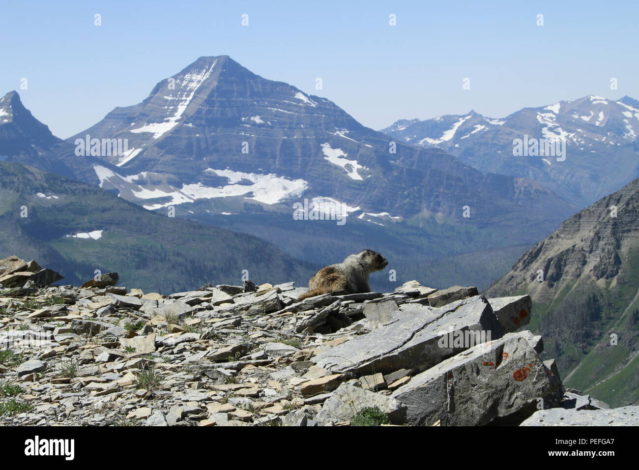 Hoary Marmot im Glacier National Park, Montana, USA Stockfoto
