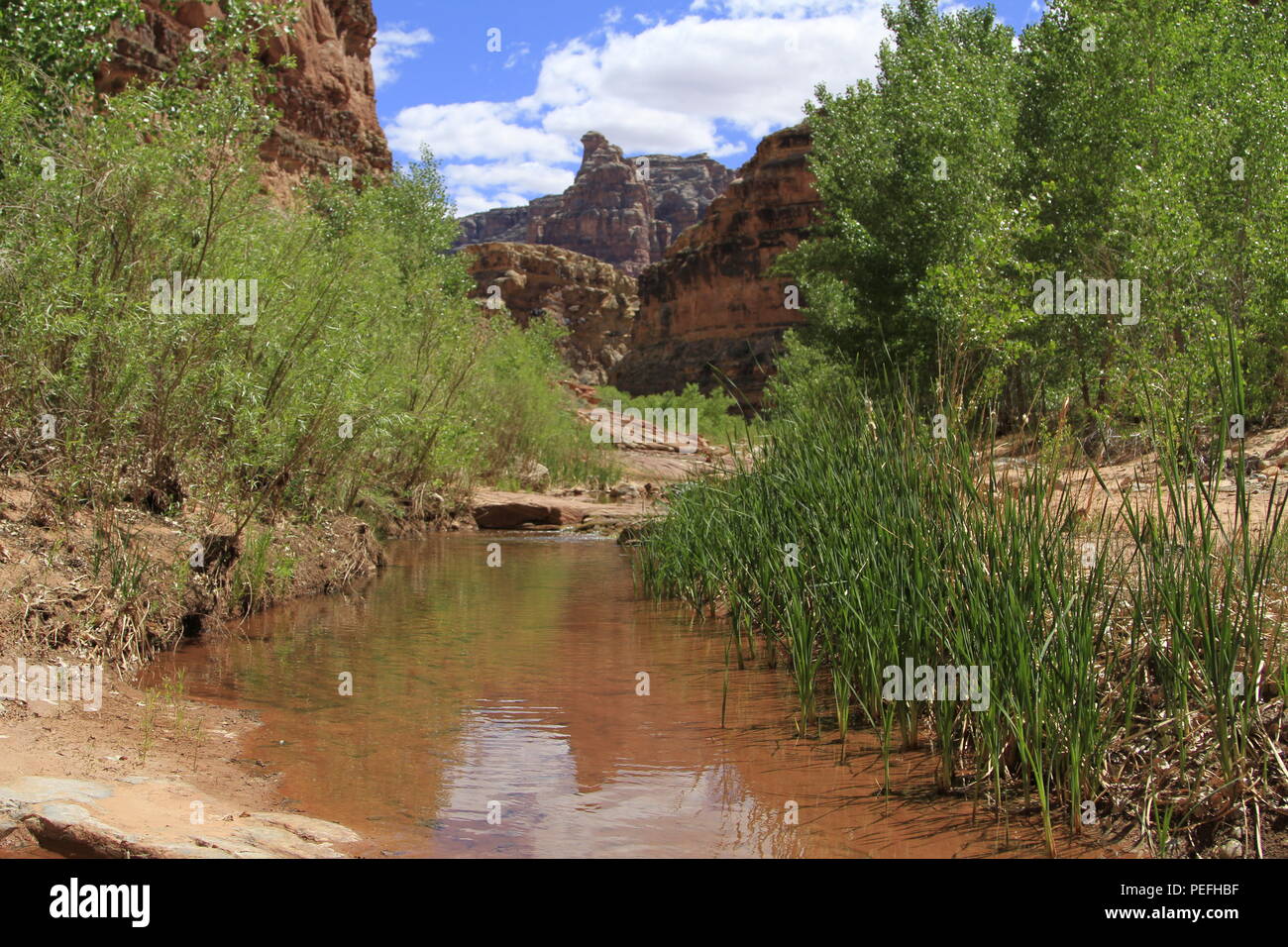 Dark Canyon Wilderness, Bären Ohren National Monument, Utah Stockfoto