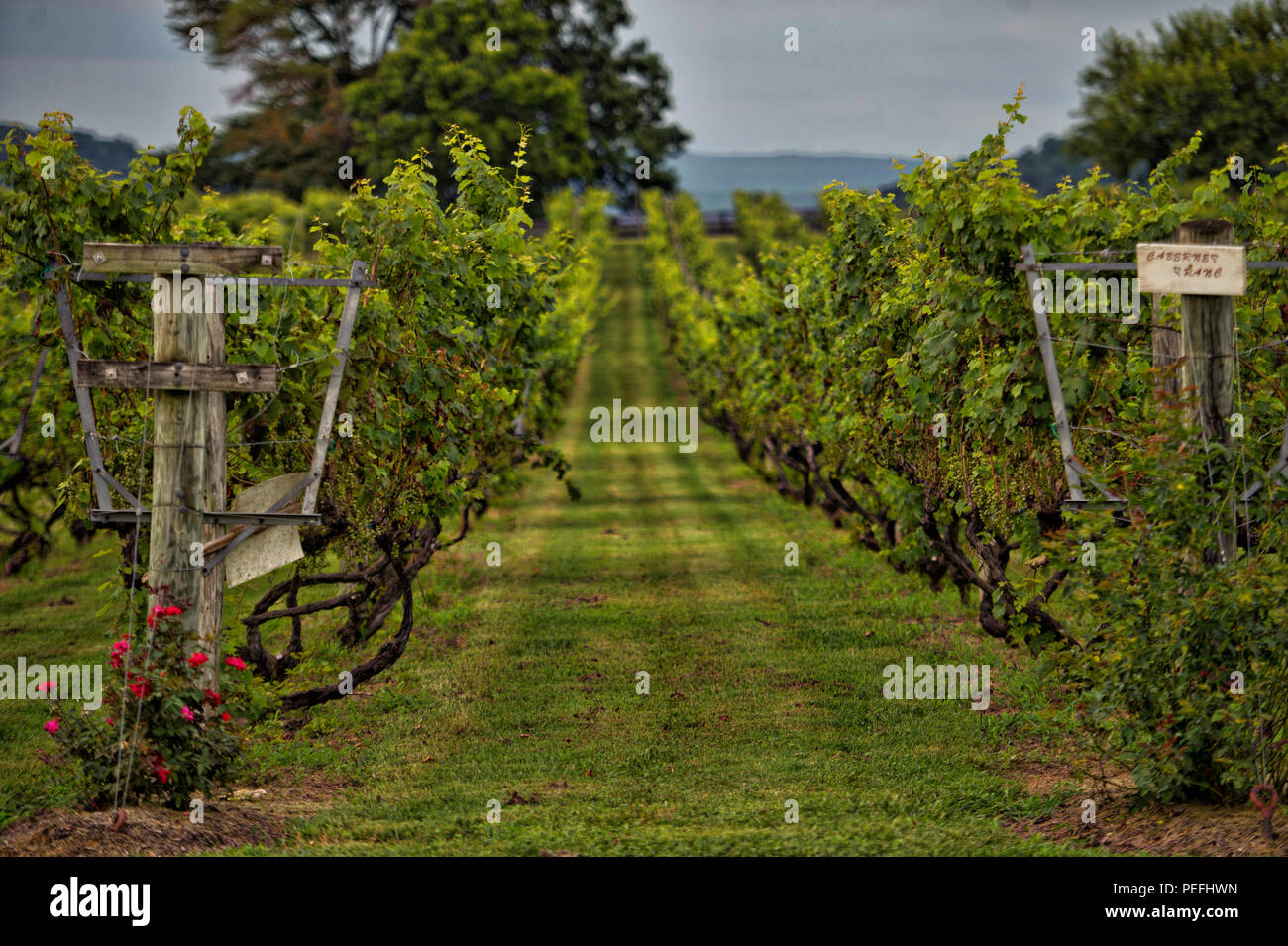 Vereinigte Staaten: 7. August 2018: Philip Carter Weingut in Hume Virginia. Der Carter Family hat tiefe Wurzeln in Virginia Weinbau mit dem Datum der von Stockfoto