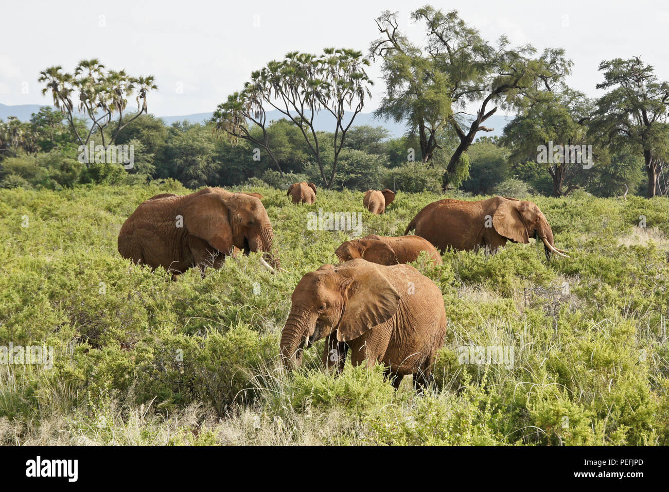 Elefanten füttern im Busch vor dem Hintergrund der doum Palmen und Akazien, Samburu Game Reserve, Kenia Stockfoto