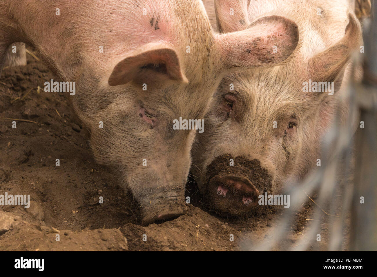 Zwei Geschwister, homegrown Organic pink Hausschweine, traurig und nachdenklich, mit einem schmutzigen Nase Stockfoto