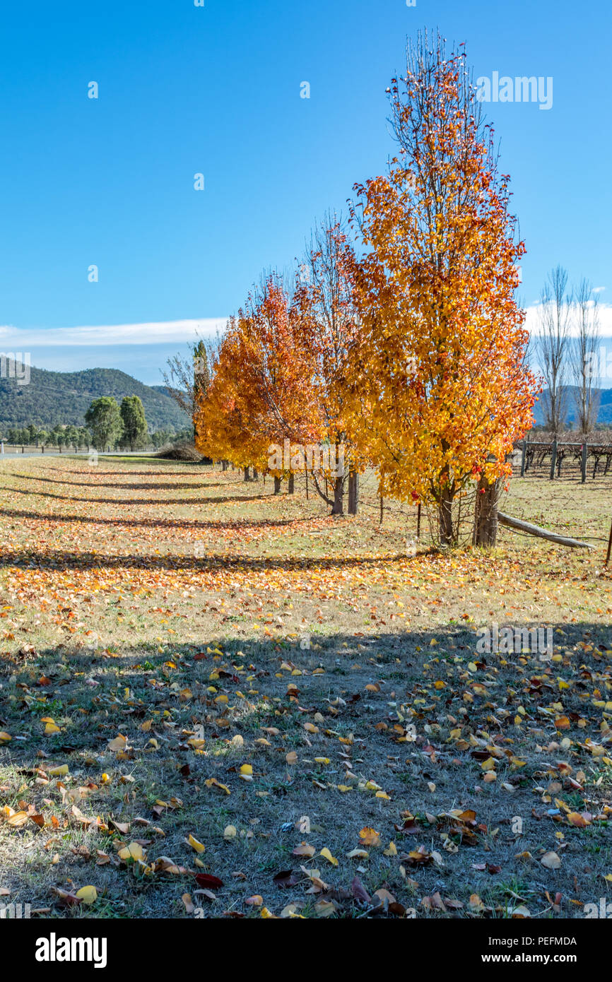 Sonne scheint durch die Blätter im Herbst auf Bäumen Stockfoto