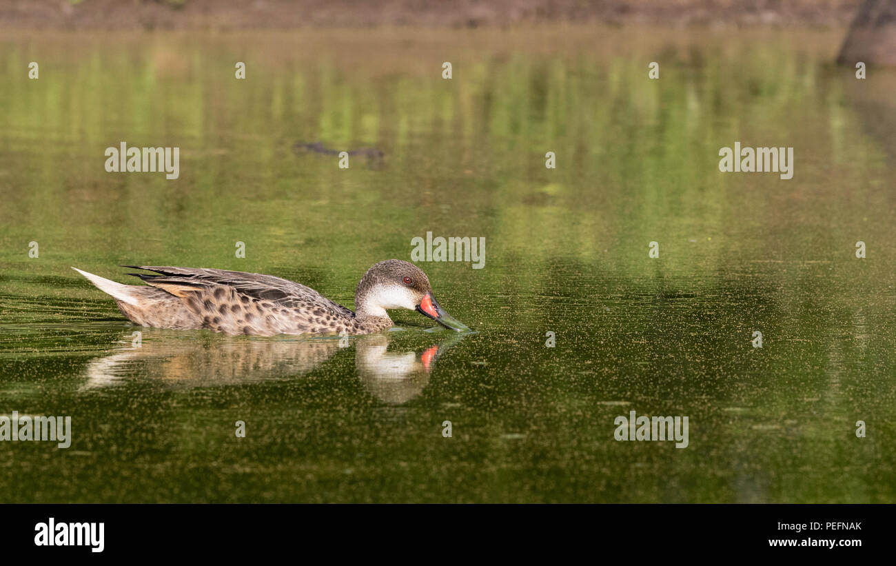 Nach weißen ist pintail, Anas bahamensis, in einem schlammigen Teich auf der Insel Santa Cruz, Galápagos, Ecuador. Stockfoto