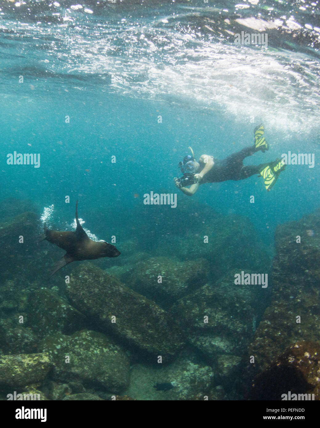 Schnorchler mit Galápagos fur Seal, Arctocephalus galapagoensis, unter Wasser auf der Insel Santiago, Galapagos, Ecuador. Stockfoto