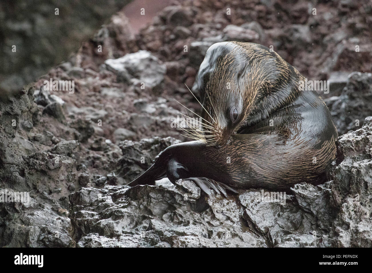 Nach Galápagos, Arctocephalus galapagoensis, mitgeführt und auf der Insel Santiago, Galapagos, Ecuador. Stockfoto