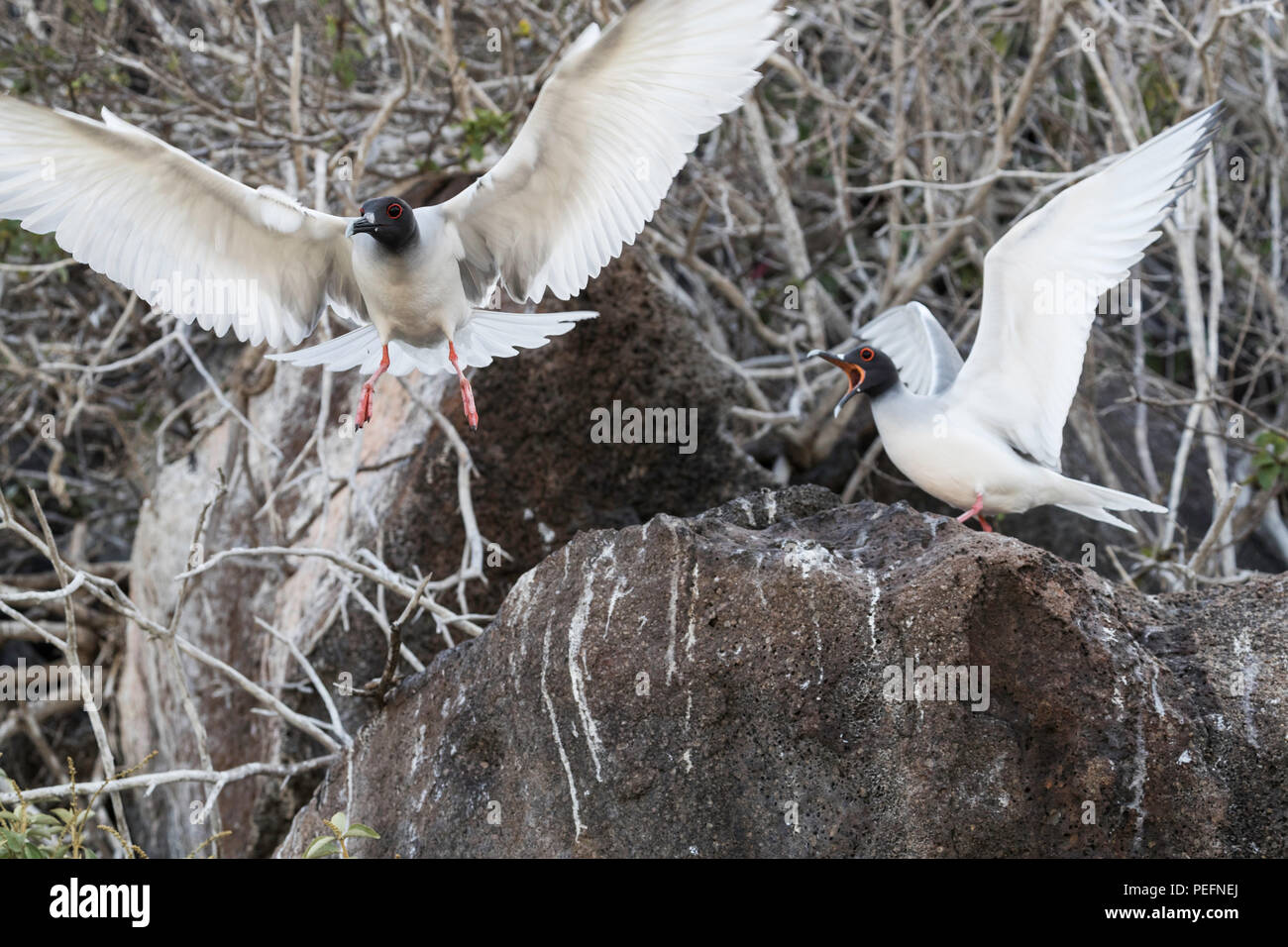 Nach swallow-tailed, Creagrus furcatus Möwe, Paar auf Genovesa Island, Galapagos, Ecuador. Stockfoto