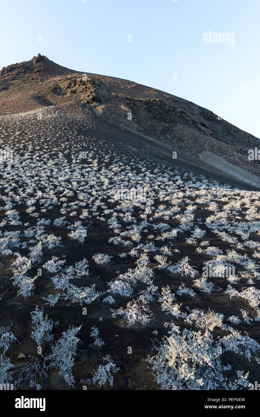 Sonnenaufgang über die Lavaströme auf Bartolome Insel, Galapagos, Ecuador. Stockfoto