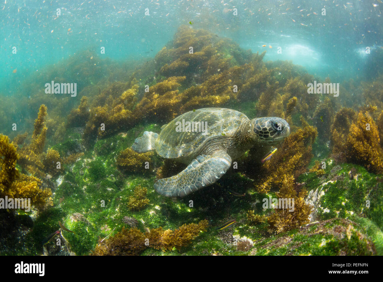 Pazifische Suppenschildkröte, Chelonia mydas, Unterwasser auf Fernandina Insel, Galapagos, Ecuador. Stockfoto