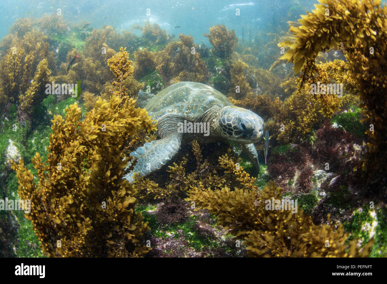 Pazifische Suppenschildkröte, Chelonia mydas, Unterwasser auf Fernandina Insel, Galápagos, Ecuador. Stockfoto