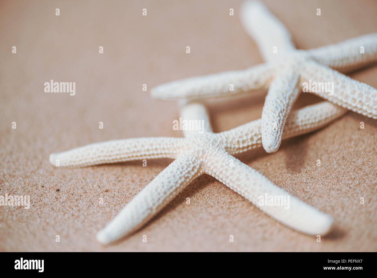 Soft Focus Paar schöne Seesterne auf sandigen Strand Hintergrund Hintergrund für Sommerurlaub und Urlaub Konzept. Stockfoto