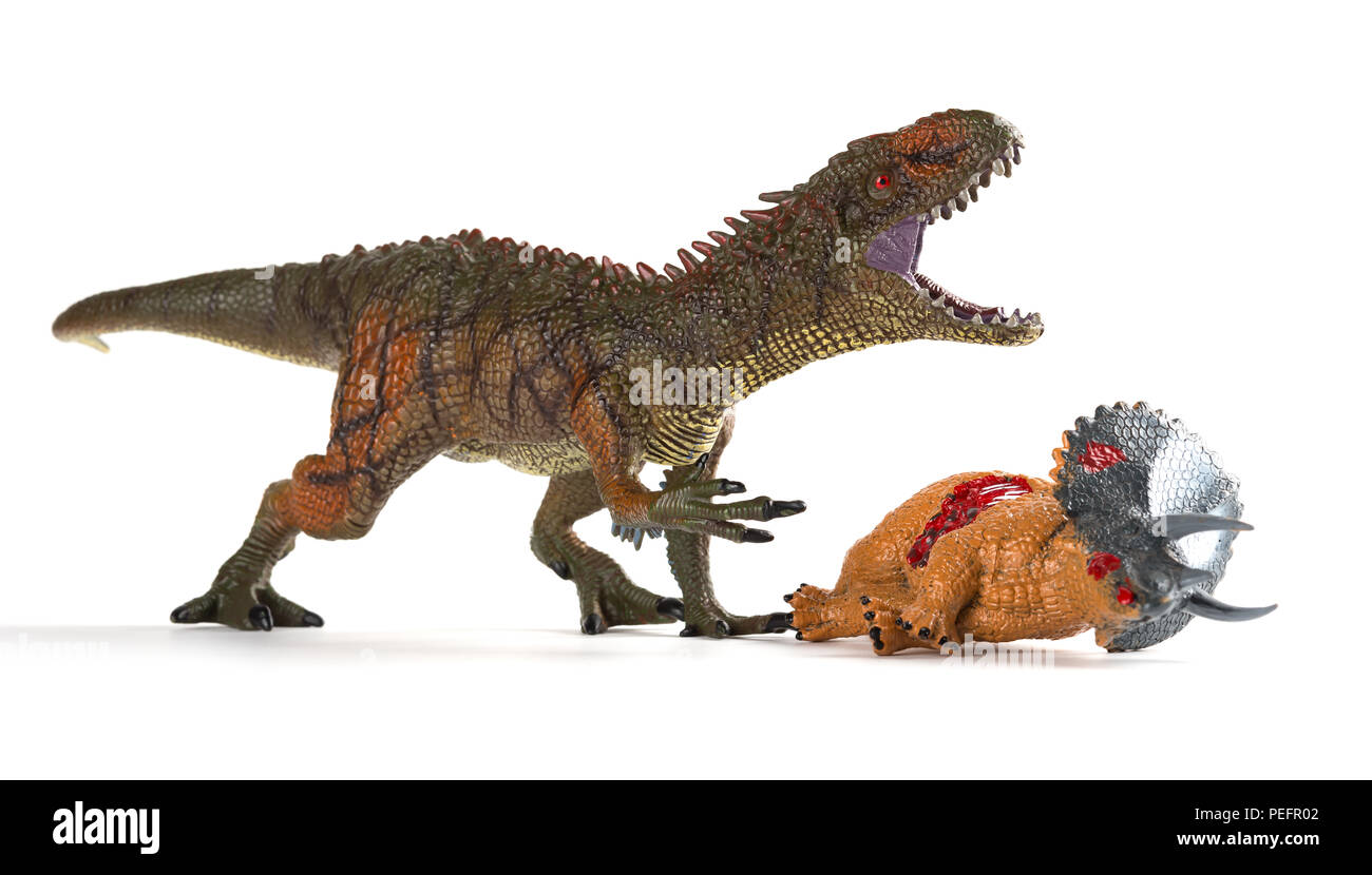 Carcharodontosaurus mit einem triceratops Körper in der Nähe auf weißem Hintergrund Stockfoto