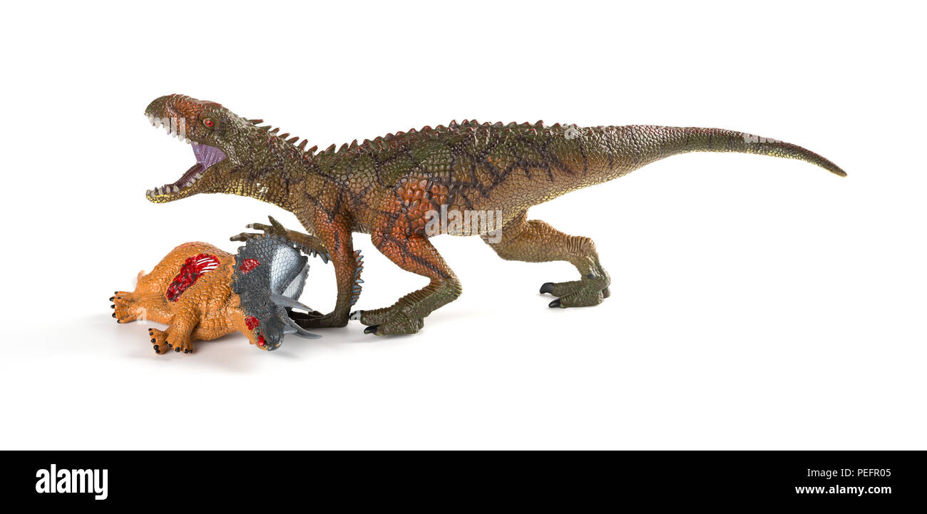 Carcharodontosaurus mit einem triceratops Körper in der Nähe auf weißem Hintergrund Stockfoto