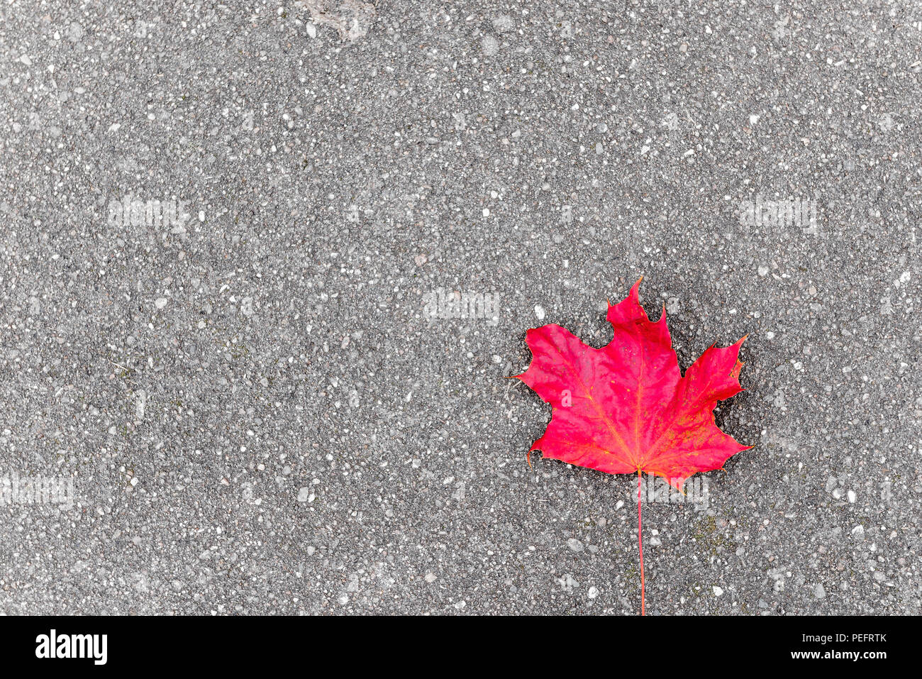 Einsame rote Ahornblatt auf Asphalt im Herbst, Platz für die Beschriftung auf der linken Seite Stockfoto
