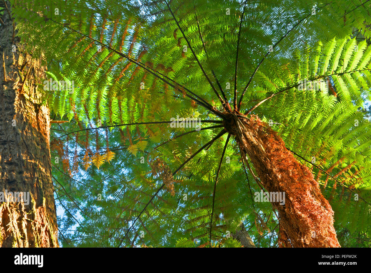 Fern Tree, Whakarewarewa Forest, North Island, Neuseeland Stockfoto