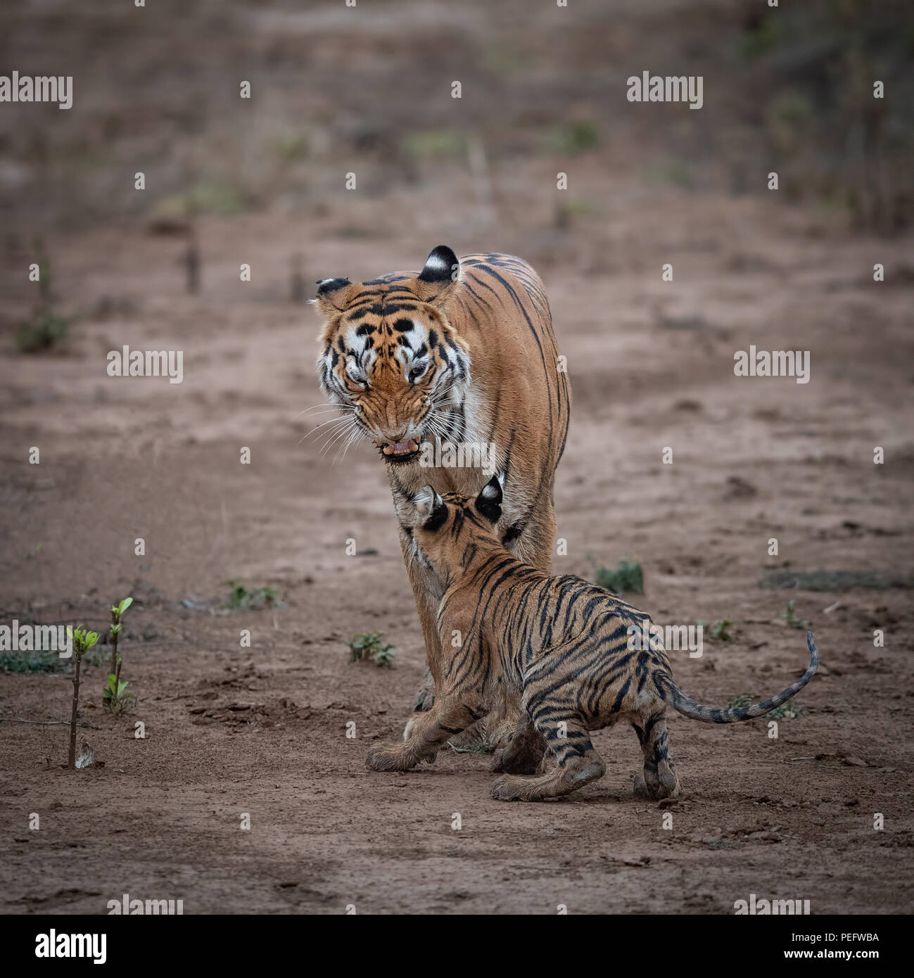 Leben am Rande - Tiger Cub auf dem Rand der Klippe Stockfoto