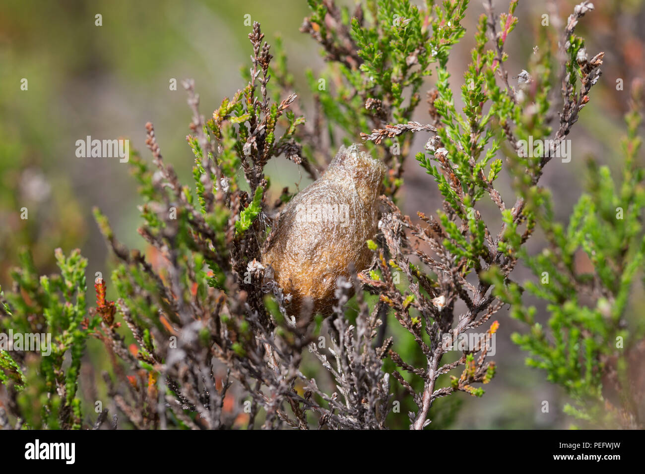 Kleine Kaiser motte Cocoon Stockfoto