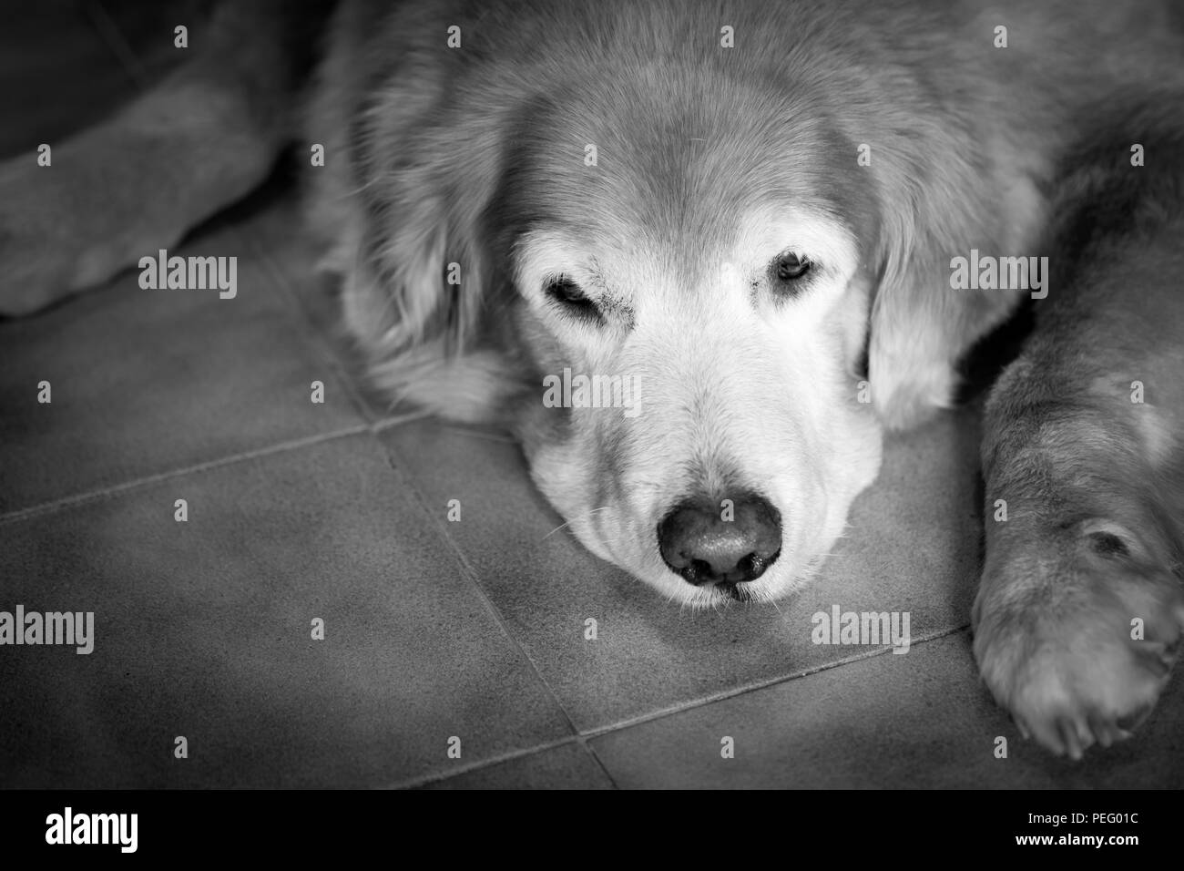 Fette alte Hündin Golden Retriever an der keramischen Fliesen und einsam. Monotone Wirkung. Stockfoto