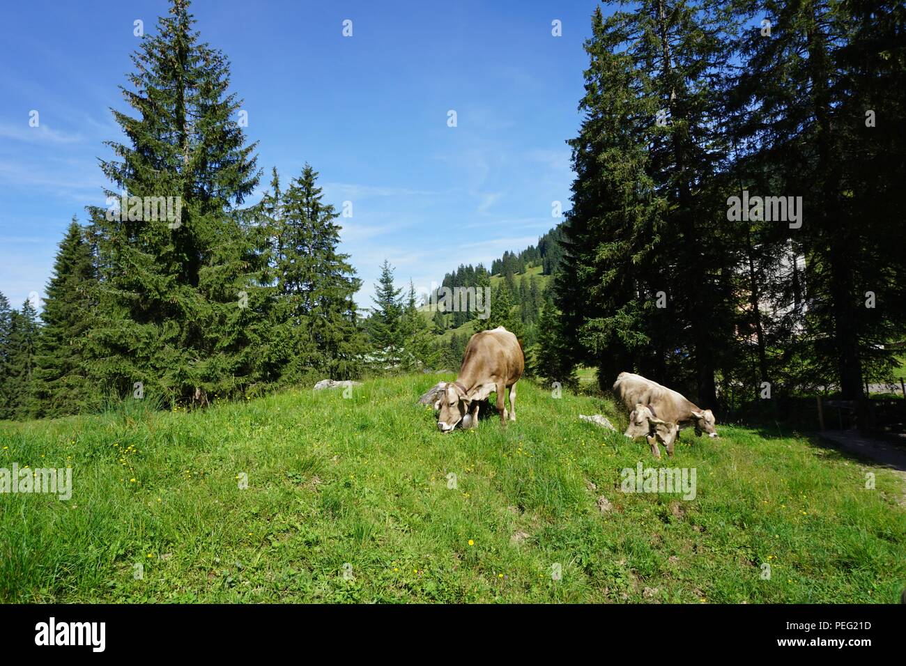 Kuh und Kühe in den Alpen in der Nähe von Oberstdorf. Stockfoto