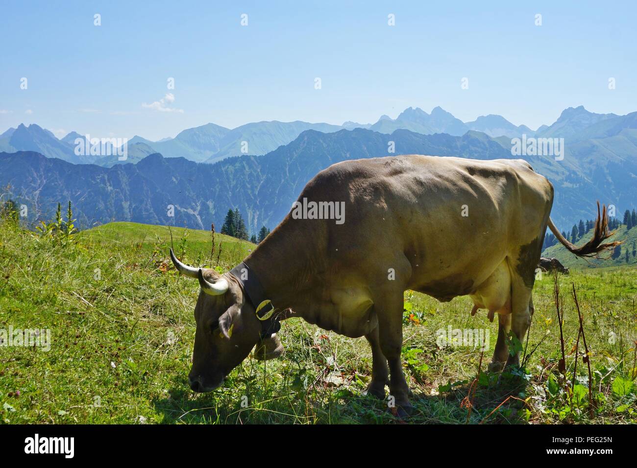 Kuh und Kühe in den Alpen in der Nähe von Oberstdorf. Stockfoto