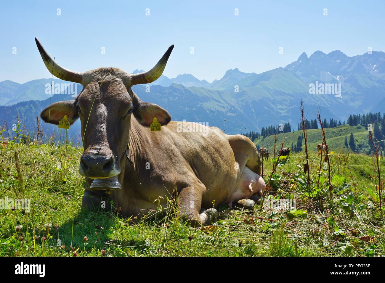 Kuh und Kühe in den Alpen in der Nähe von Oberstdorf. Stockfoto