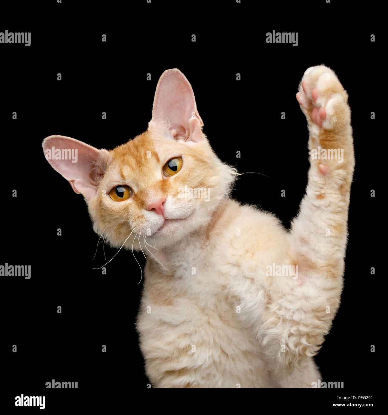 Lustige Portrait von Verspielten behaartes Ingwer Sphynx Katze spielen mit Pfote auf Isolierte schwarze Hintergrund Stockfoto
