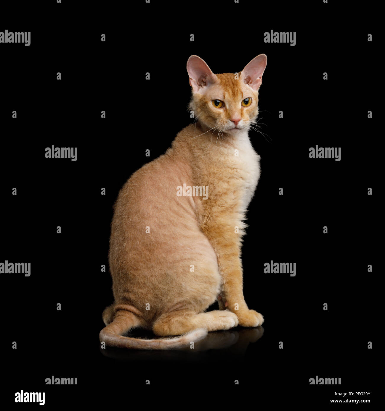 Süße schwarzhaarige Ingwer Sphynx Katze sitzt auf der Suche mit Interesse an isolierten schwarzen Hintergrund, Rückseite Stockfoto