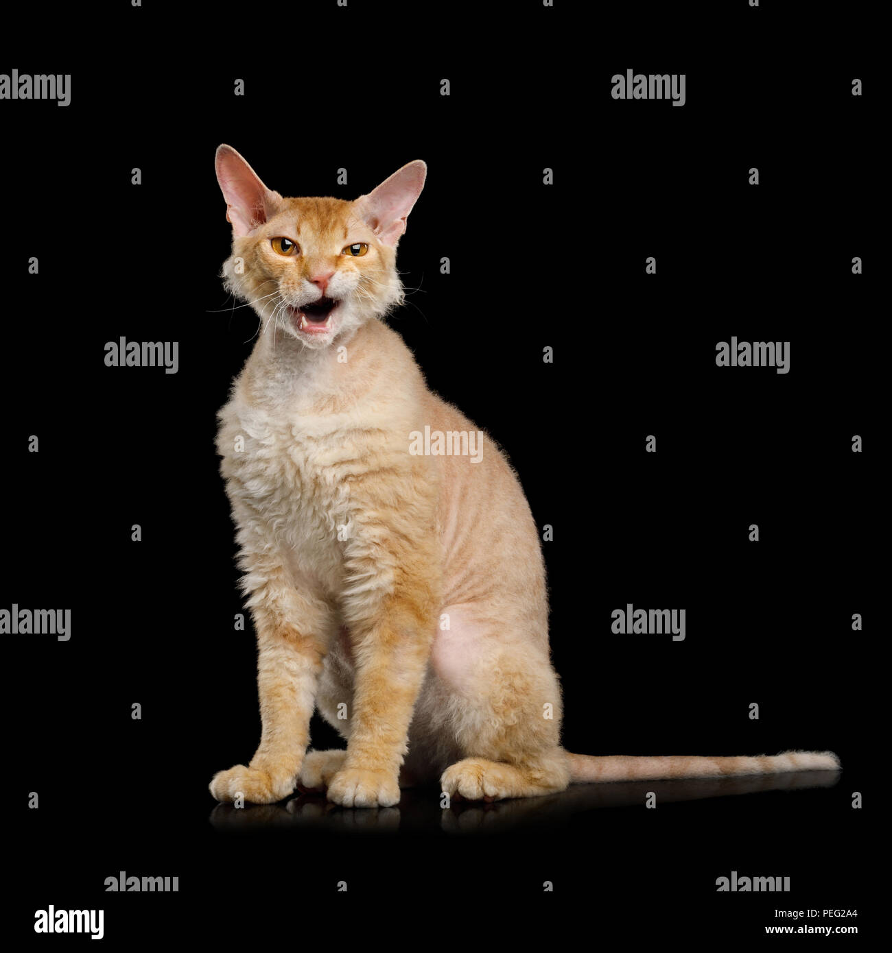 Wütend behaartes Ingwer Sphynx Katze sitzt und miaut mit geöffnetem Mund auf isolierten schwarzen Hintergrund, Stockfoto