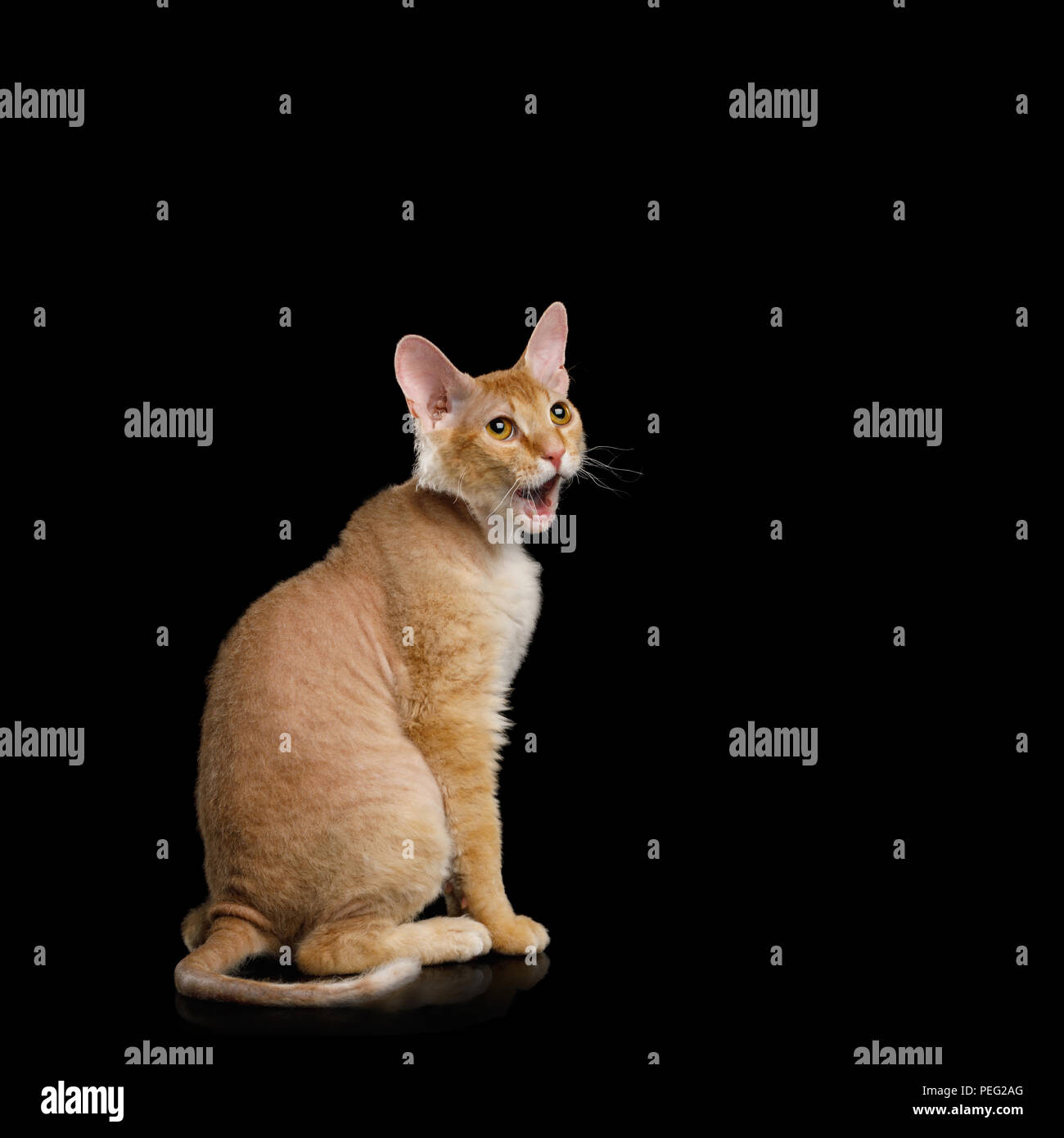 Surpraised Ingwer Sphynx Katze sitzt mit geöffnetem Mund anzustarren, auf Isolierte schwarze Hintergrund Stockfoto