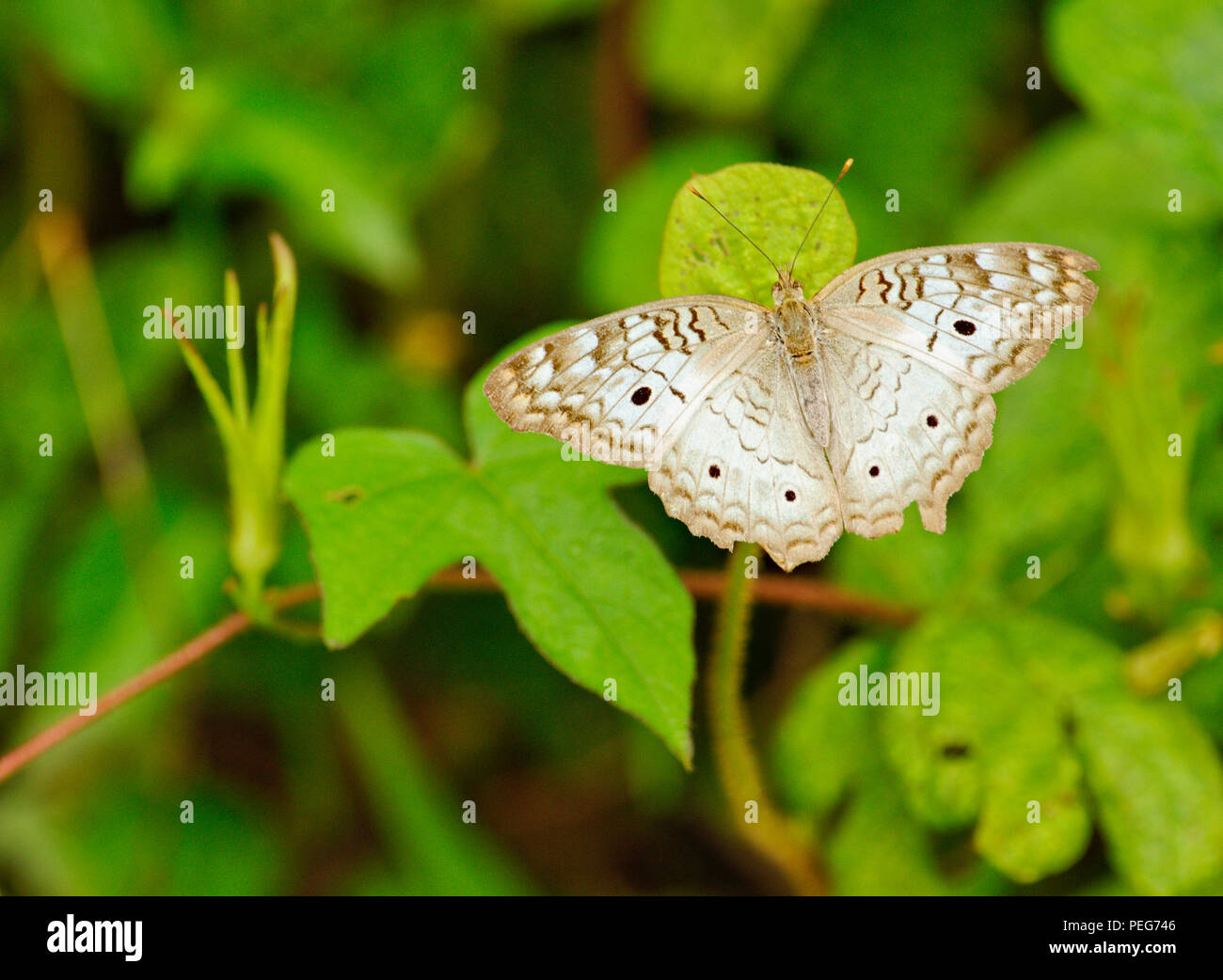 Schmetterling, Bosque del Cabo, Costa Rica Stockfoto