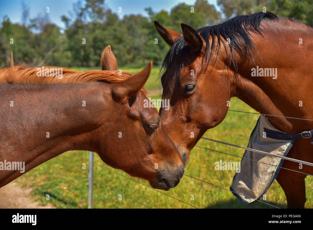 Pferde in der Liebe Stockfoto