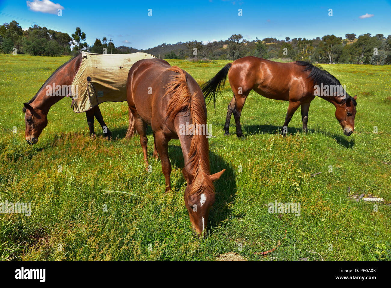 Pferd essen Gras in einer Farm Stockfoto