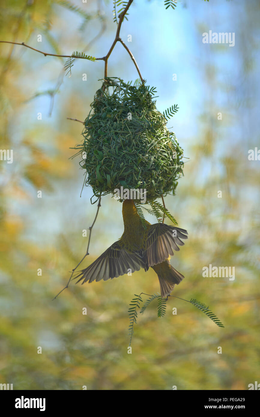 Cape Weaver Vogel in Camel Thorn Tree Stockfoto