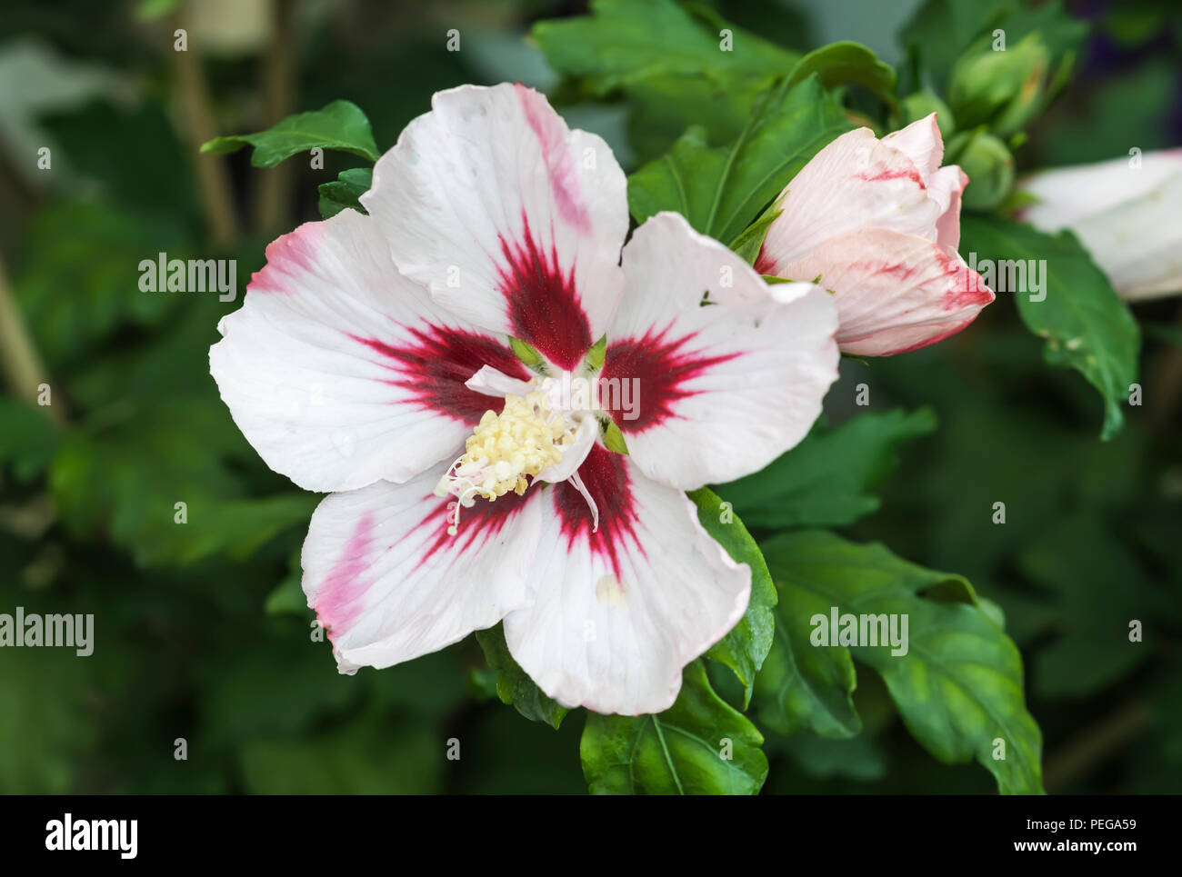 Hibiscus syriacus 'Red Heart' Blume (Rose von Sharon, Rose Mallow, Baum Malve) im Sommer in West Sussex, England, UK. Stockfoto