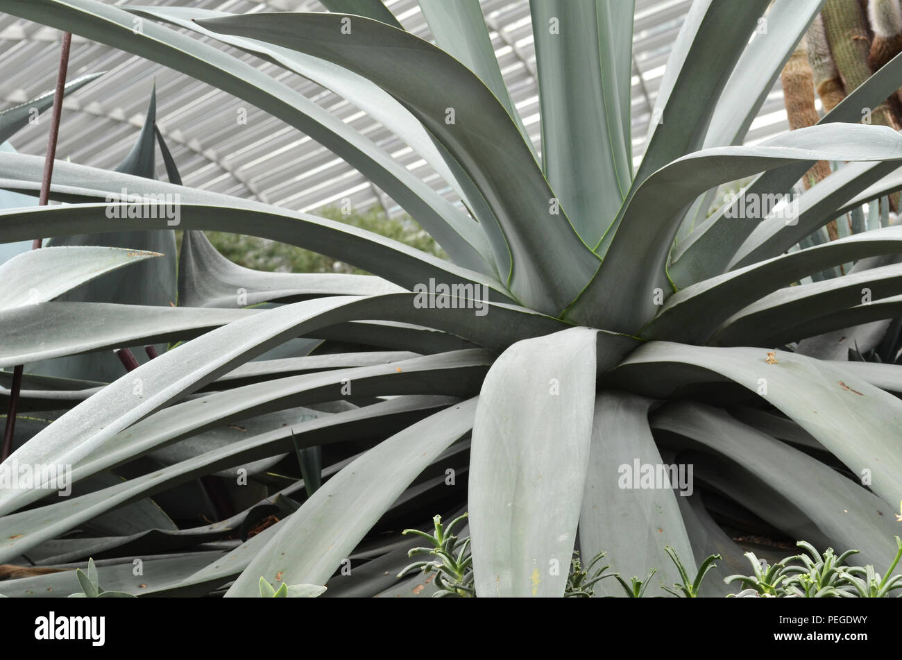 In der Nähe von riesigen Agaven in Blüte Kuppel in Gärten durch die Bucht, Singapur Stockfoto